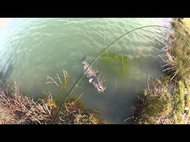 Catfish on a Crappie Pole