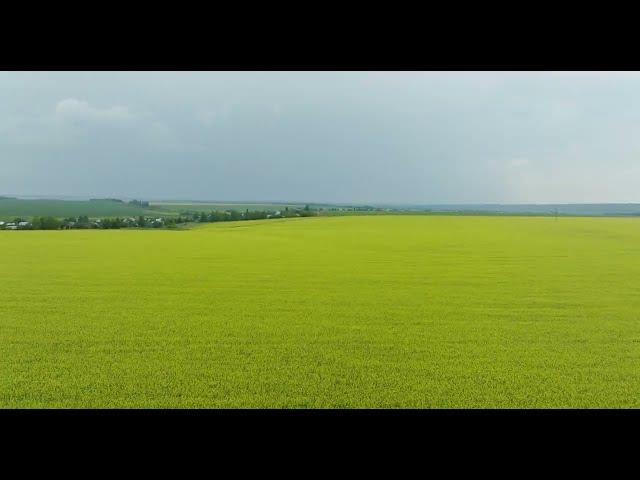 DJI MAVIC 3  5K   "ГОРЧИЧНОЕ ПОЛЕ"