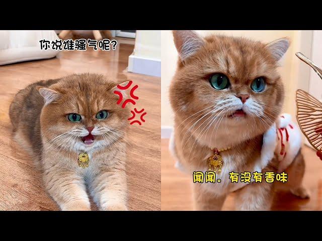 元宝：你说谁骚气了？#治癒小貓 #话痨猫