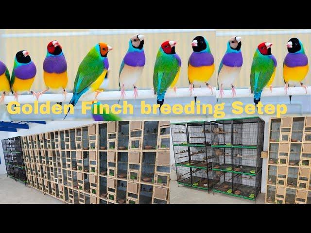 please subscribe my channel Golden Finch step video sher and like best Finchz Pakistan finch