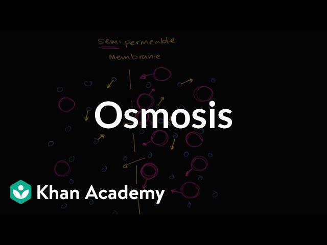 Osmosis | Membranes and transport | Biology | Khan Academy