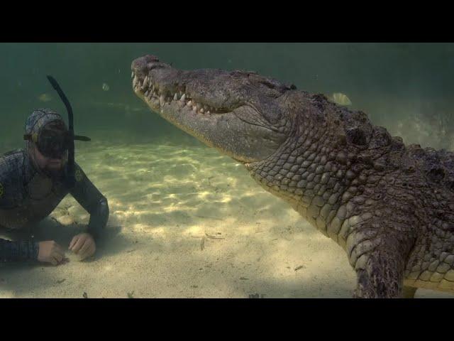 Swimming With Wild Crocodiles! | FULL DOCUMENTARY