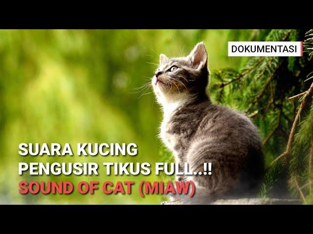 Suara Kucing Untuk Mengusir Tikus