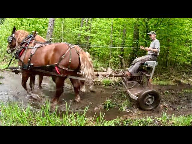 HAULING LOGS through Wet Spots in the Woods!! // Checking on Lady's Pregnancy #639