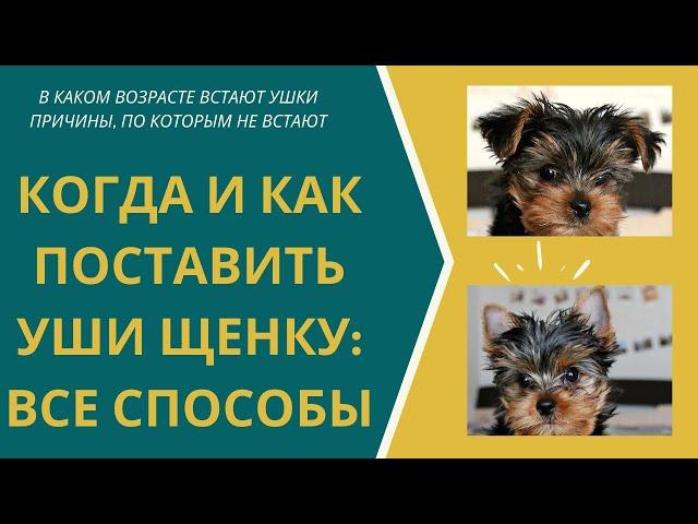 Как поставить уши йорку? Когда встают уши у йорка? Почему не поднимаются уши у йоркширского терьера?