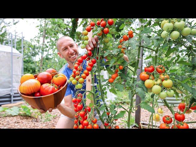 Unbelievable Organic Garden Harvest, So Much Food in So Little Space 