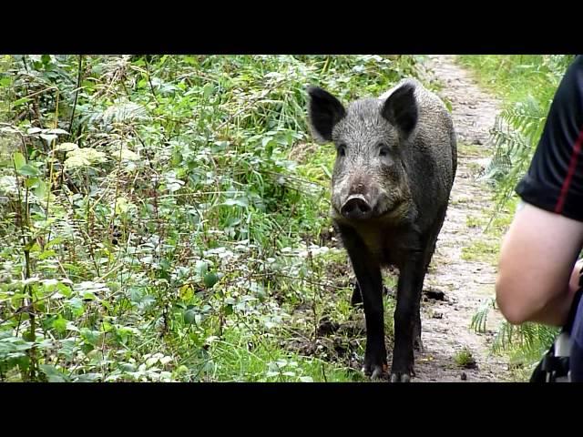 Wild boar encounter Forest of Dean