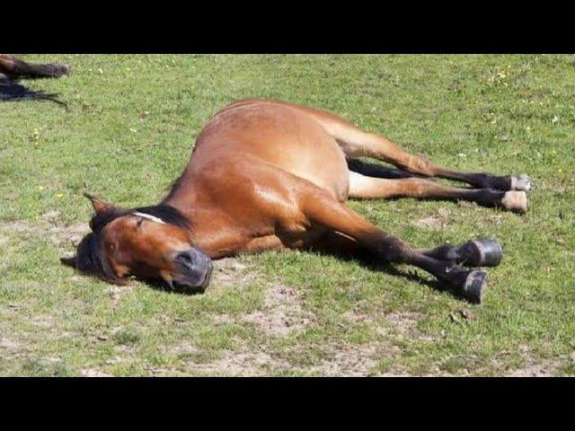 These Funny Animals are the kings of comedy   Funniest ANIMALS Videos 2024