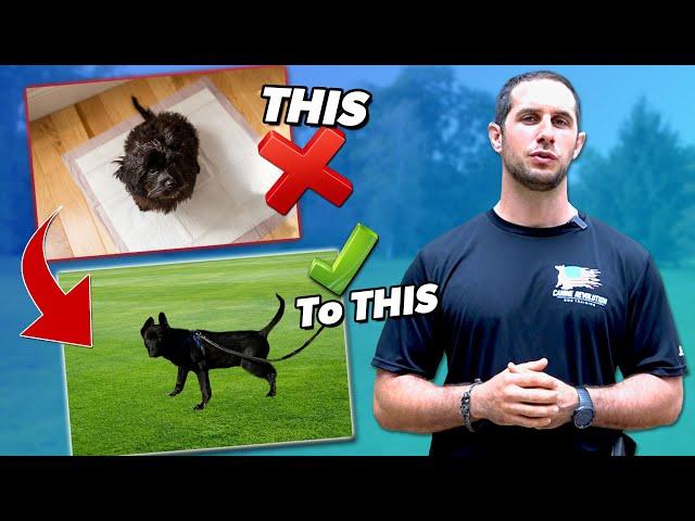 How to Potty Train Your Dog! (The Simple Steps)