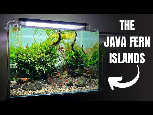 Aquascape Tutorial: HONEY GOURAMI Community Aquarium (How To: Step By Step Planted Tank Build Guide)