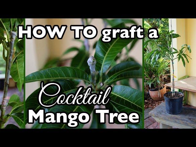 HOW TO Graft a Cocktail Mango Tree (One Mango Tree, THREE varieties!)