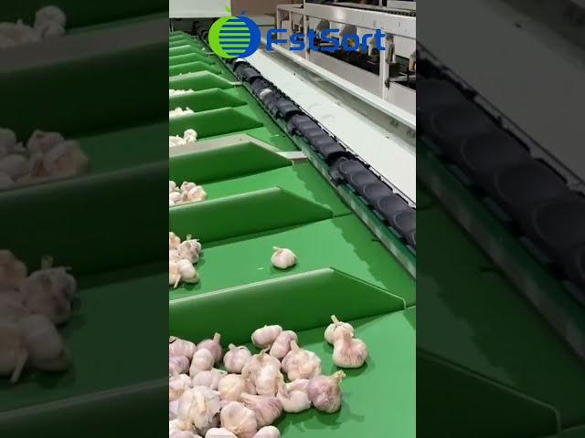 Garlic weight sorting grading machine industrial garlic machine commercial grader garlic sorter