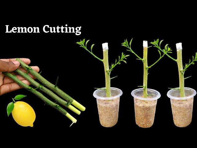 How to propagate lemon tree from cuttings || grow lemon tree cutting