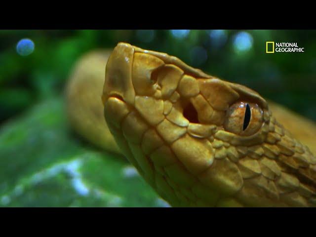 Isla Queimada Grande: serpiente venenosa | Brasil Salvaje