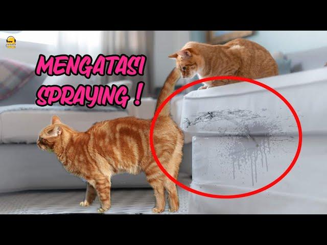 Cara Mengatasi Kucing Spraying Ngencrit Pipis Sembarangan VLOG