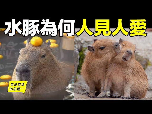 水豚：一種能『控制心靈』的動物？原來，這背後的生物原理十分有趣……|自說自話的總裁