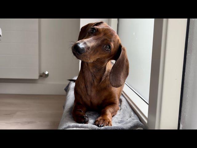 Mini dachshund's unusual sleeping spots