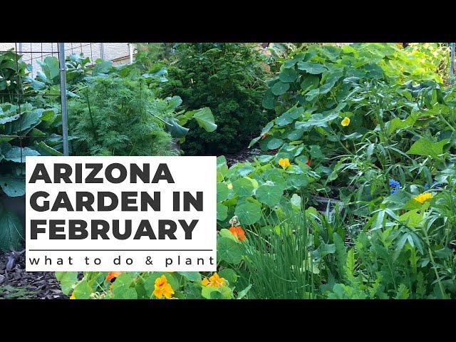 ARIZONA GARDEN in FEBRUARY: What TO DO & PLANT