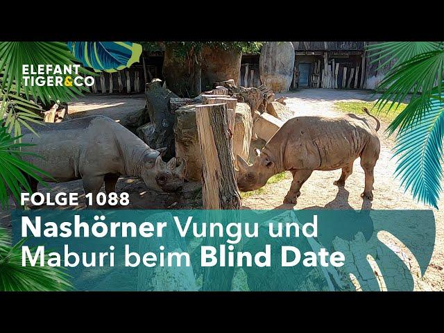 Erste Begegnung des Nashorn-Pärchens | Elefant, Tiger & Co. | MDR