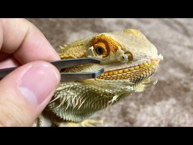 Peel the lizard during molting