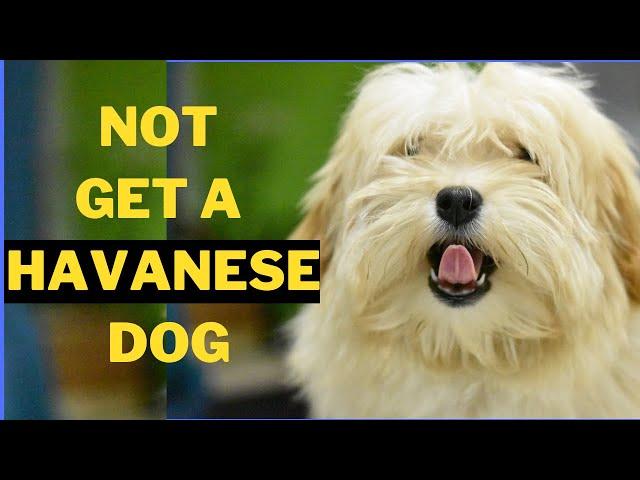 5 Reasons Why You Should Not Get a Havanese Dog