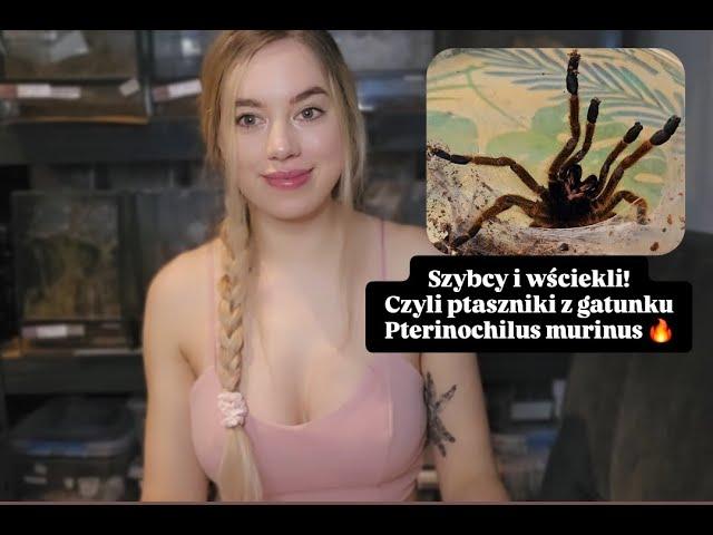 Pterinochilus murinus słynny przedstawiciel Starego Świata