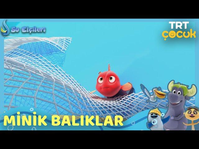 Su Elçileri | Minik Balıklar