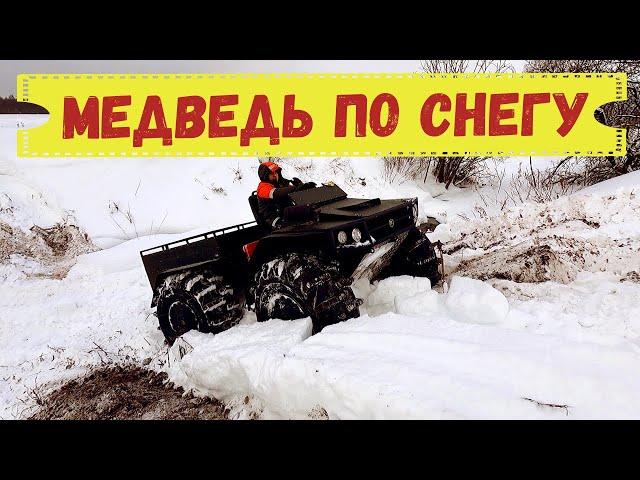 МЕДВЕДЬ ПО СНЕГУ