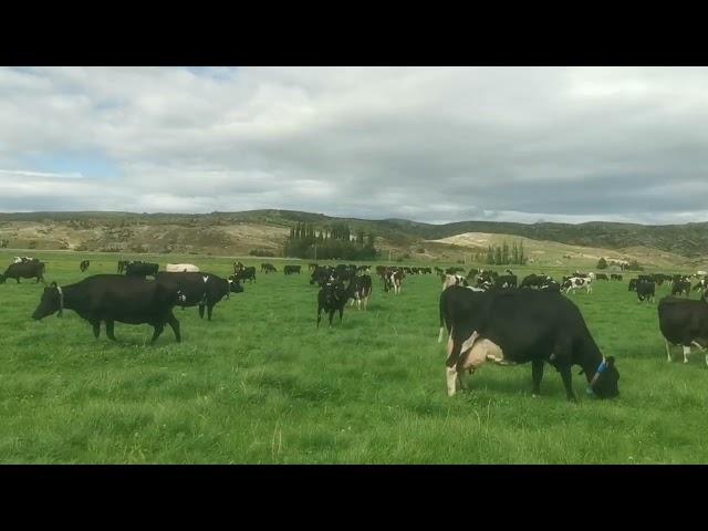 Happy cows #dairyfarmernz #pinoyfarmernz #dairylife #newzealandlife