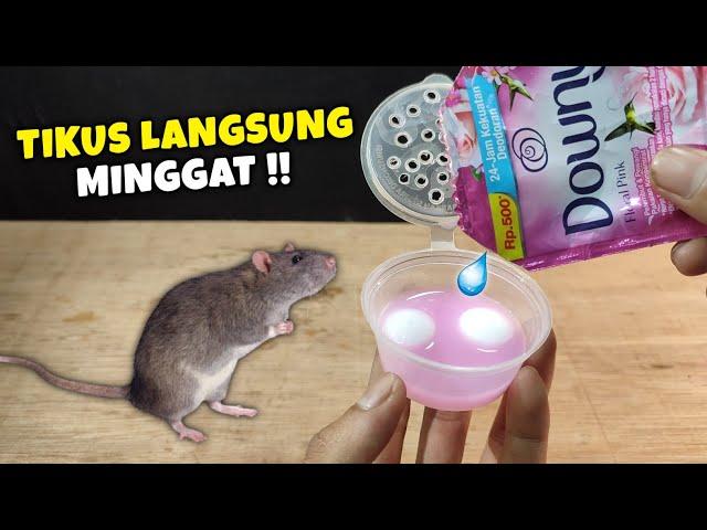 Ternyata cukup pake ini, CARA MENGUSIR TIKUS PALING AMPUH !!