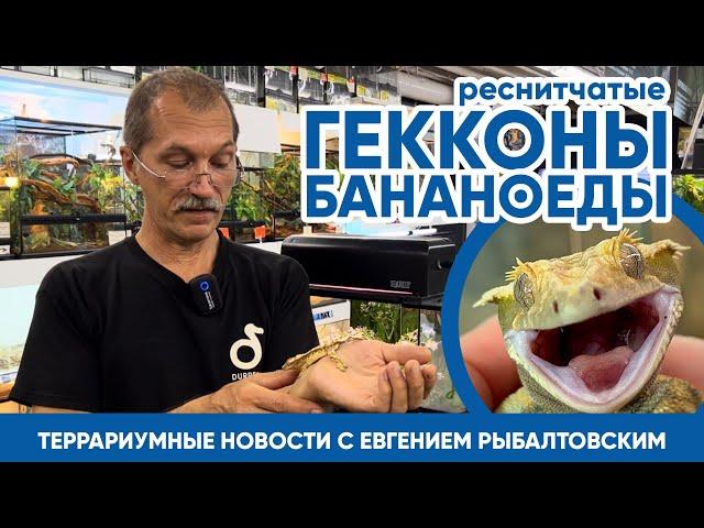   Террариумные новости с Евгением Рыбалтовским (10.08.2023). Реснитчатые гекконы бананоеды.