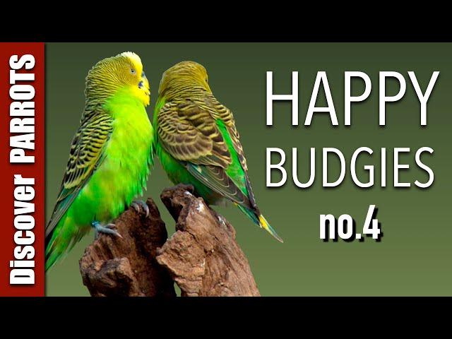 Happy Budgies 4 - Budgerigar Sounds to Play for Your Parakeets | Discover PARROTS