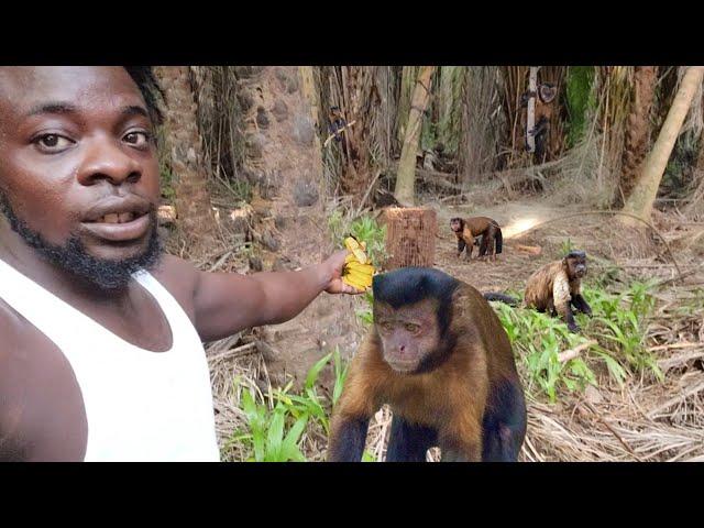 Easy Trap And Catch Monkey Over Night (Beze Hunting)