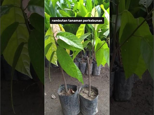 CV. Karya Tani Mandiri menjual Bibit Tanaman Hortikultura Unggul Bersertifikat untuk petani cerdas!