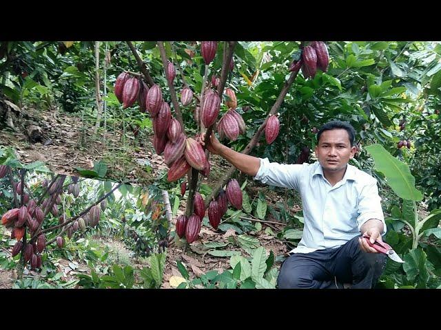 Cara memangkas coklat.cacao sambung pucuk