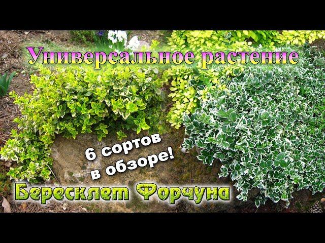 Бересклет Форчуна: универсальное растение для малоуходного сада. Сорта, агротехника.