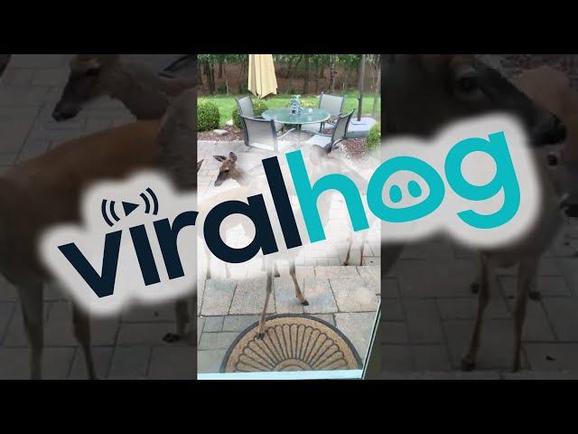 Mama Deer Introduces Her Babies || ViralHog