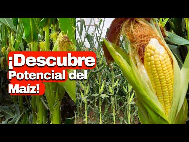 ¿Cuántas MAZORCAS  salen de una planta de MAÍZ?