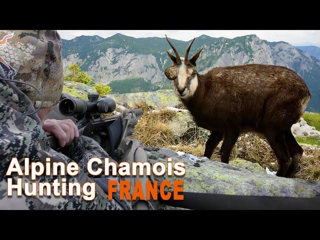 Alpine Chamois Hunting in France // Chasse au Chamois en France // 2021