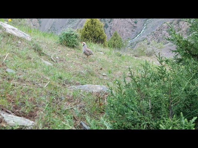 Модкабк Шикор Keklik avi tuzakla Охота  куропатка Partridge hunting Kabk shikar شکار کبک Chukar avi