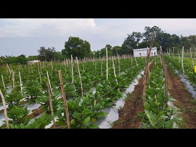 grafting brinjal # proud farmers# cg. kheti