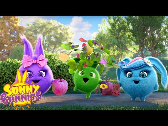 SUNNY BUNNIES - BRAND NEW SEASON 8 MARATHON | WildBrain Enchanted | Cartoons for Kids