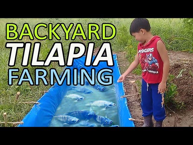 BACKYARD TILAPIA FARMING