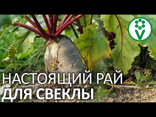 КРУПНАЯ И ЗДОРОВАЯ СВЕКЛА - ЭТО ПРОСТО! Создаем идеальные условия для свеклы