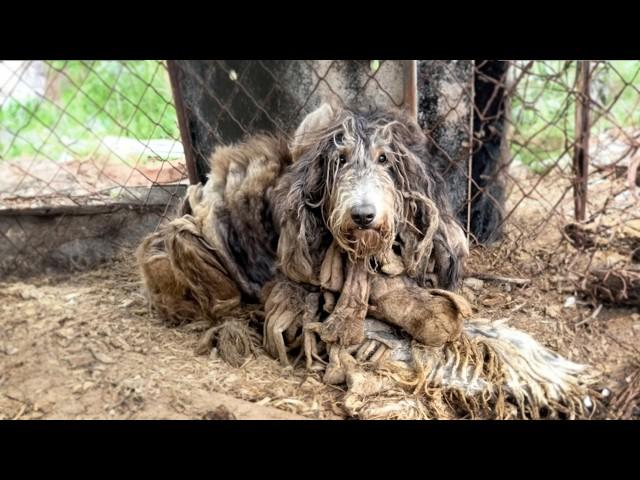 Trapped in a cage for four years, completely isolated. When rescuers came, he didn't want to go. 