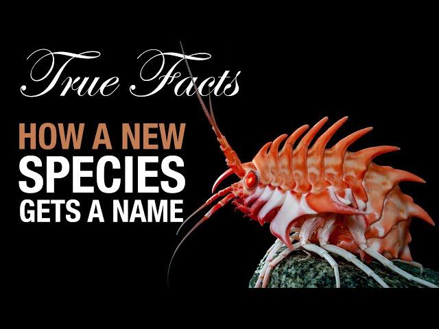 True Facts: How A Species Gets A Name!