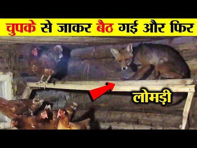 लोमड़ी इतनी चालाक क्यों होती है ? WHY FOX IS SO CLEVER?