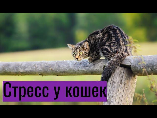 Стресс у кошек: симптомы и лечение