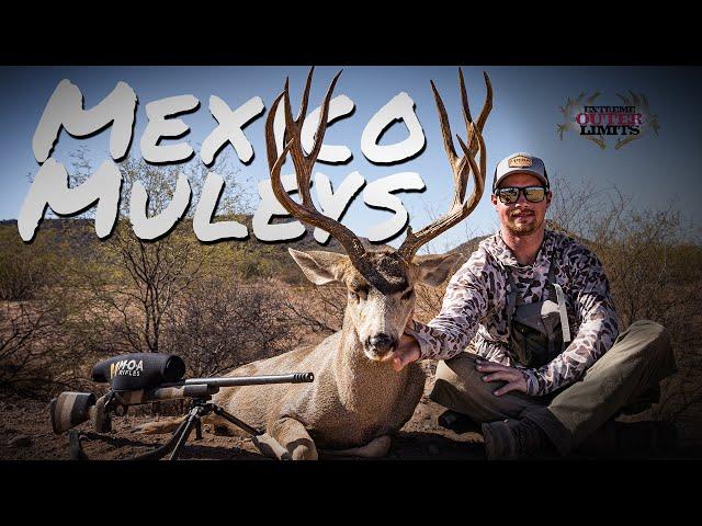 Muleys South of the Border. Big Mule Deer in Mexico.