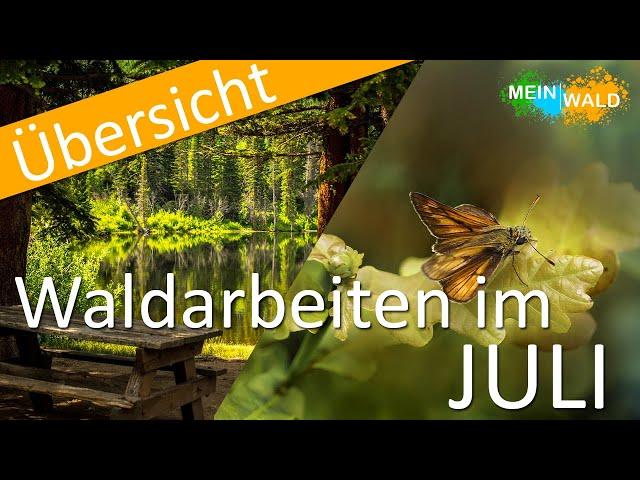 Was ist im JULI im Wald zu tun?  Die wichtigsten Arbeiten im Überblick